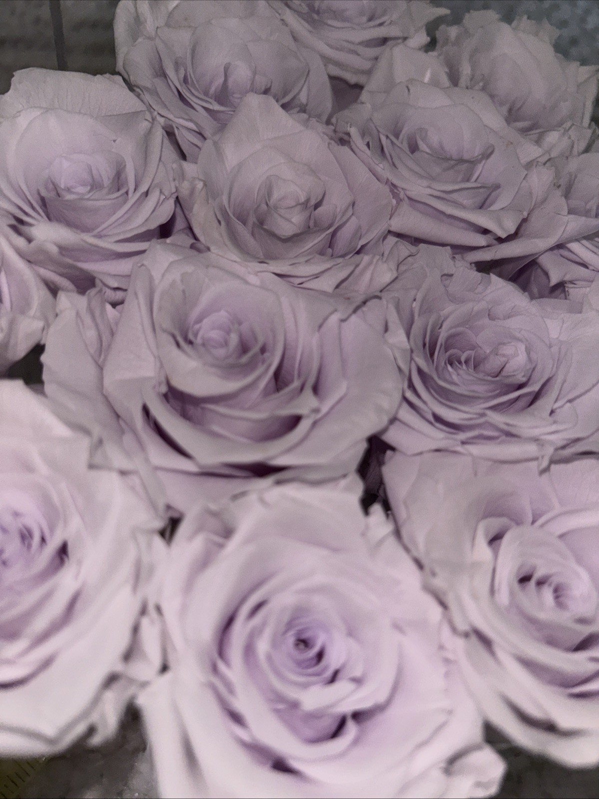 ROSE FOREVER OF NEW YORK~ Soft Violet 15 and a heart shaped clear box with lid