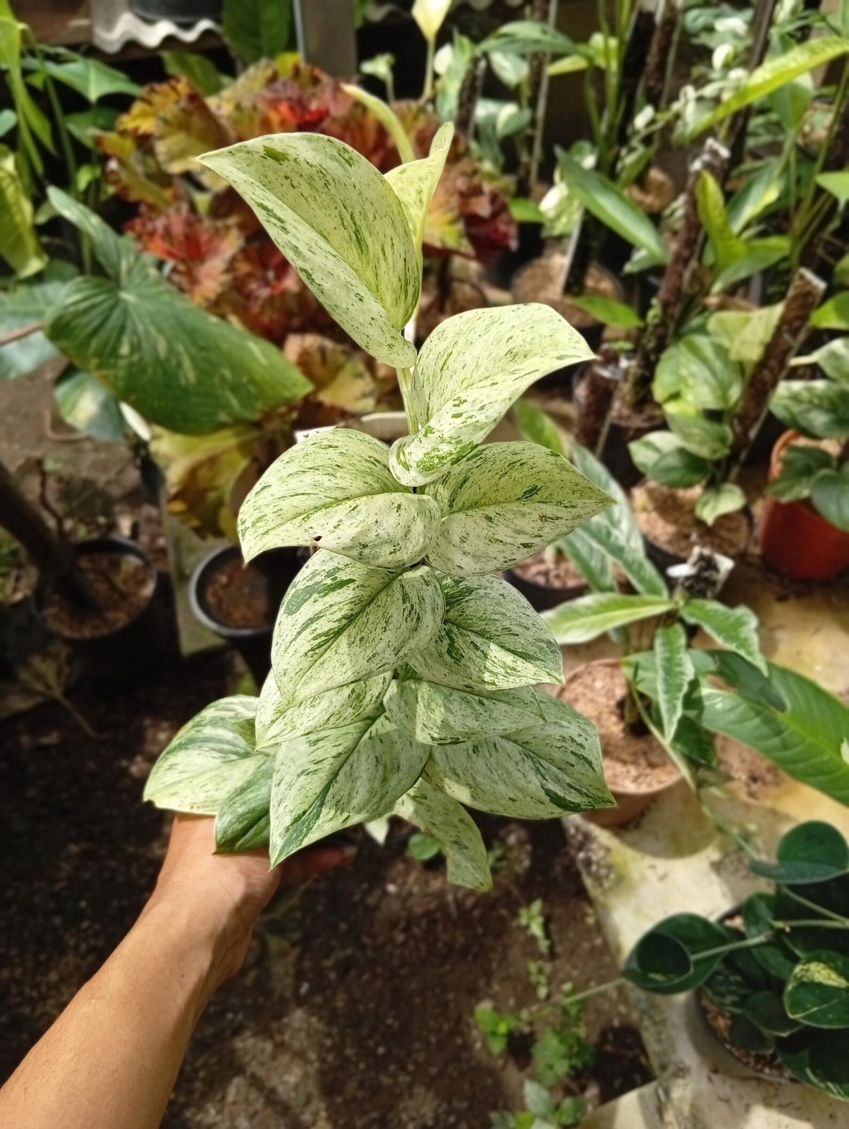Real Picture Scindapsus White Marble Queenn Variegated Rare Plant