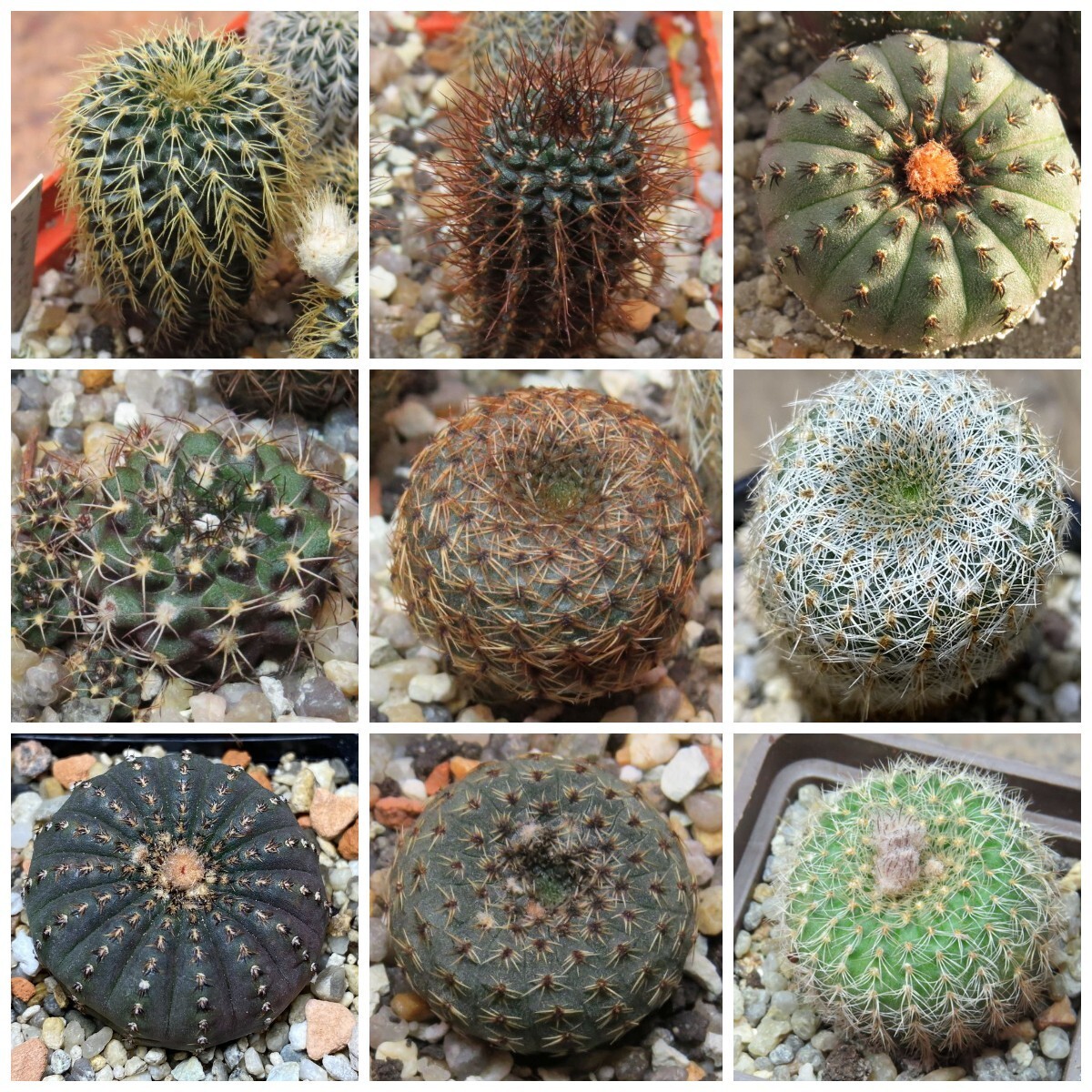 Frailea mix 100seeds harvest 2024