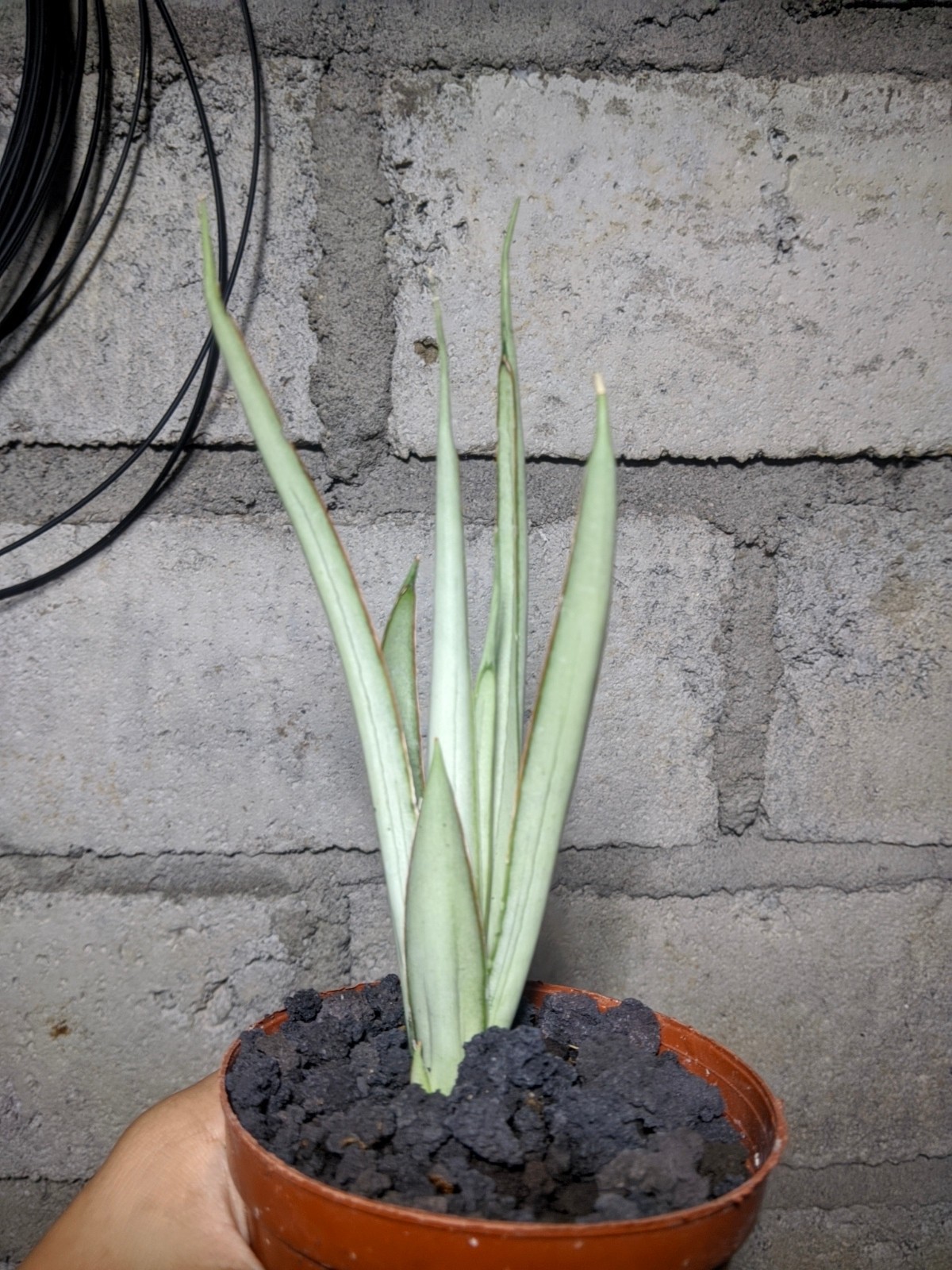 Sanseivieria Stormy Silver Real Picture