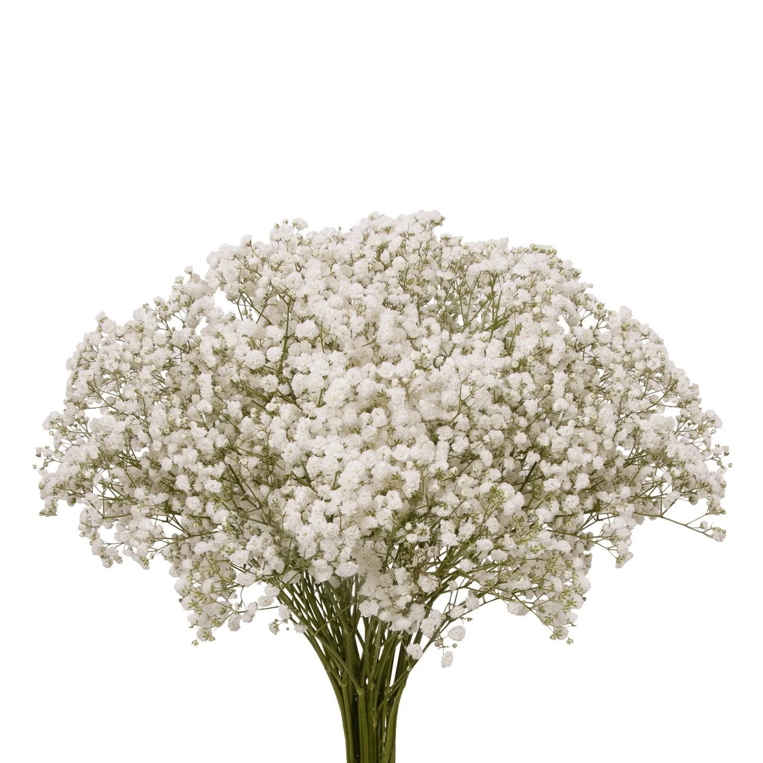 Baby’s Breath – Fresh Cut Flowers – 5 Bunches – White – by Bloomingmore