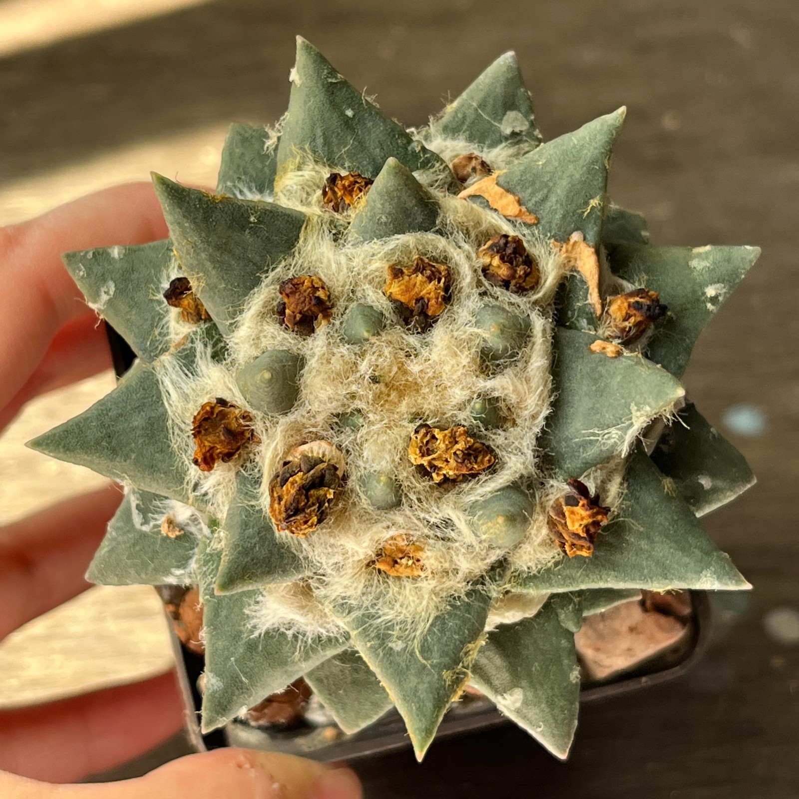 A53-1344 Cactus multihybrid, grafted