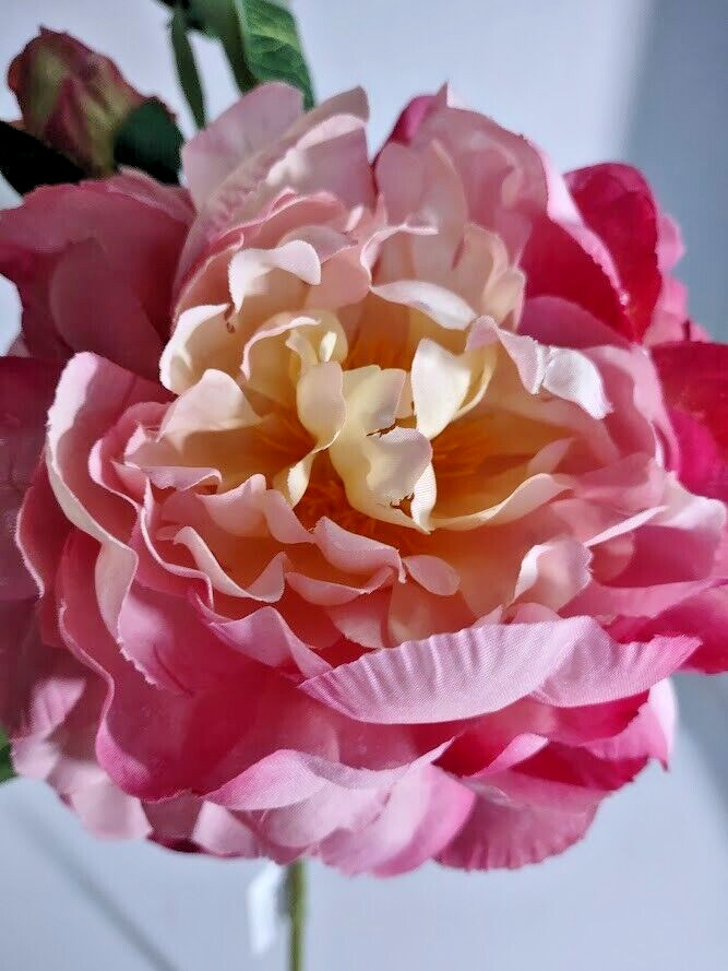 Gorgeous single peony stem