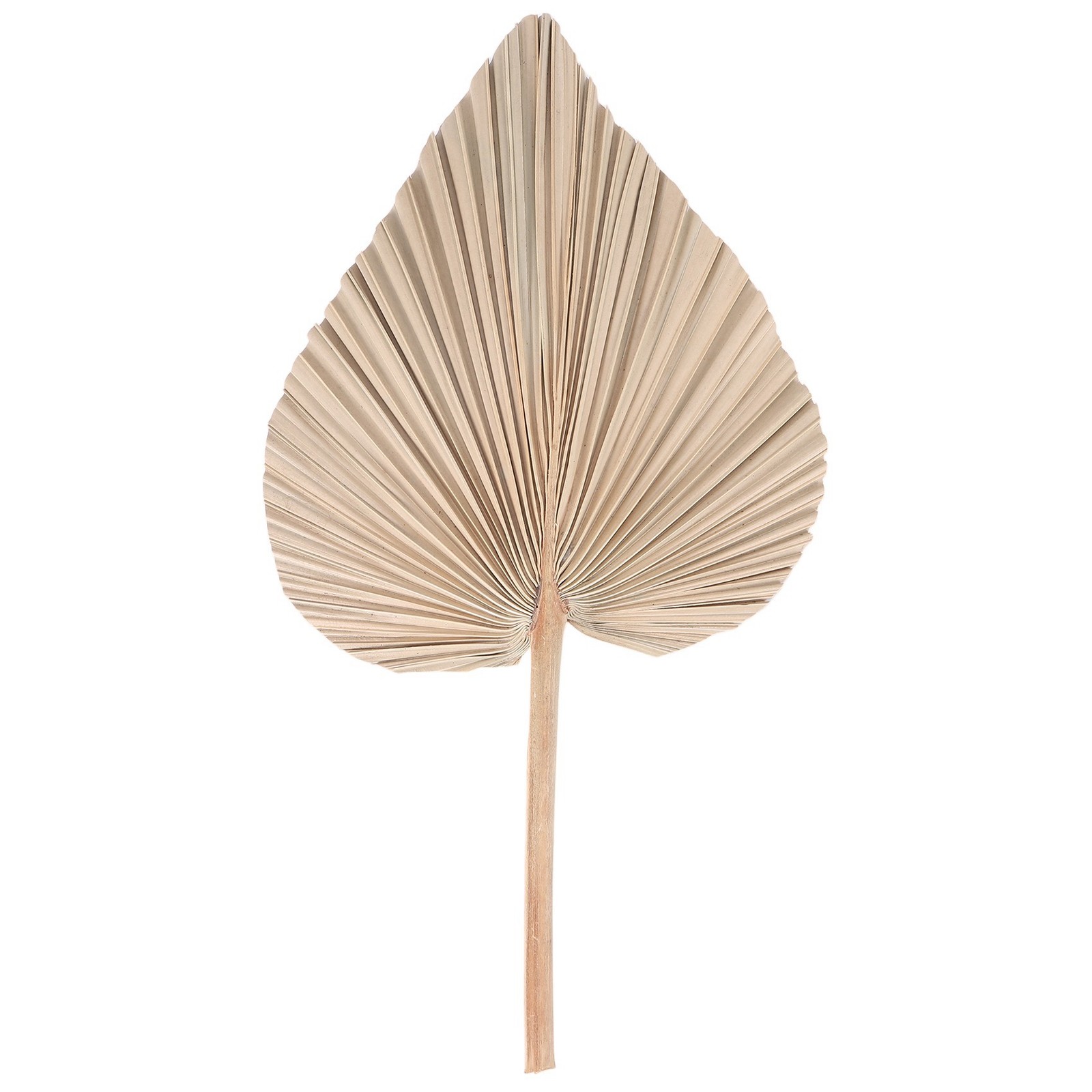 Dried Palm Leaves Room Decor 5 Pieces – 18Inch H x 10Inch W Natural Palm9330