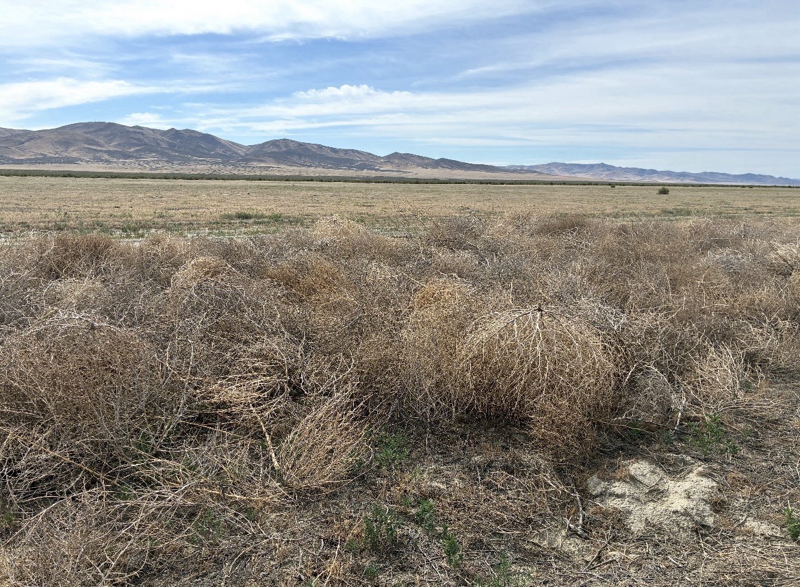 5 hand picked Tumbleweeds small to large 10”-35” Real TUMBLEWEEDS Nevada USA