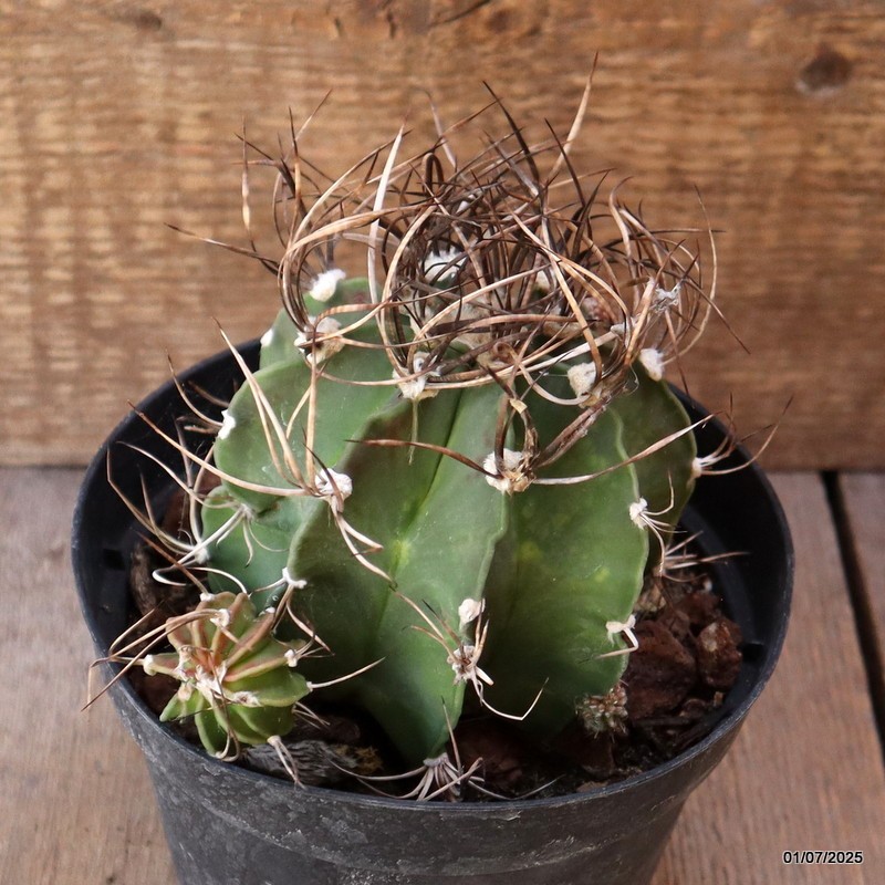 D4957 ASTROPHYTUM CAPRICORNE pot14-H11-W13 cm MaMa Cactus
