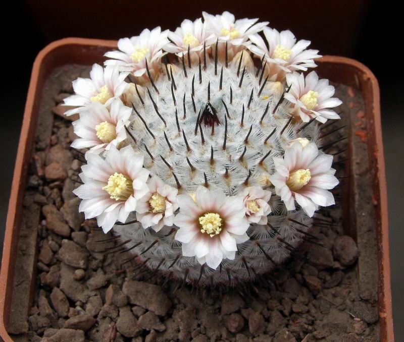 Mammillaria perezdelarosae v.andersoniana KPP 1664, seeds 10 pcs