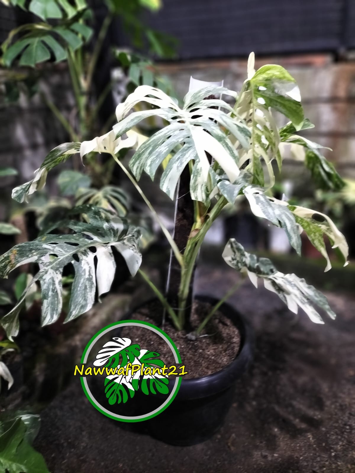 New Monstera Albo White Tiger Variegated Size Large Real Picture