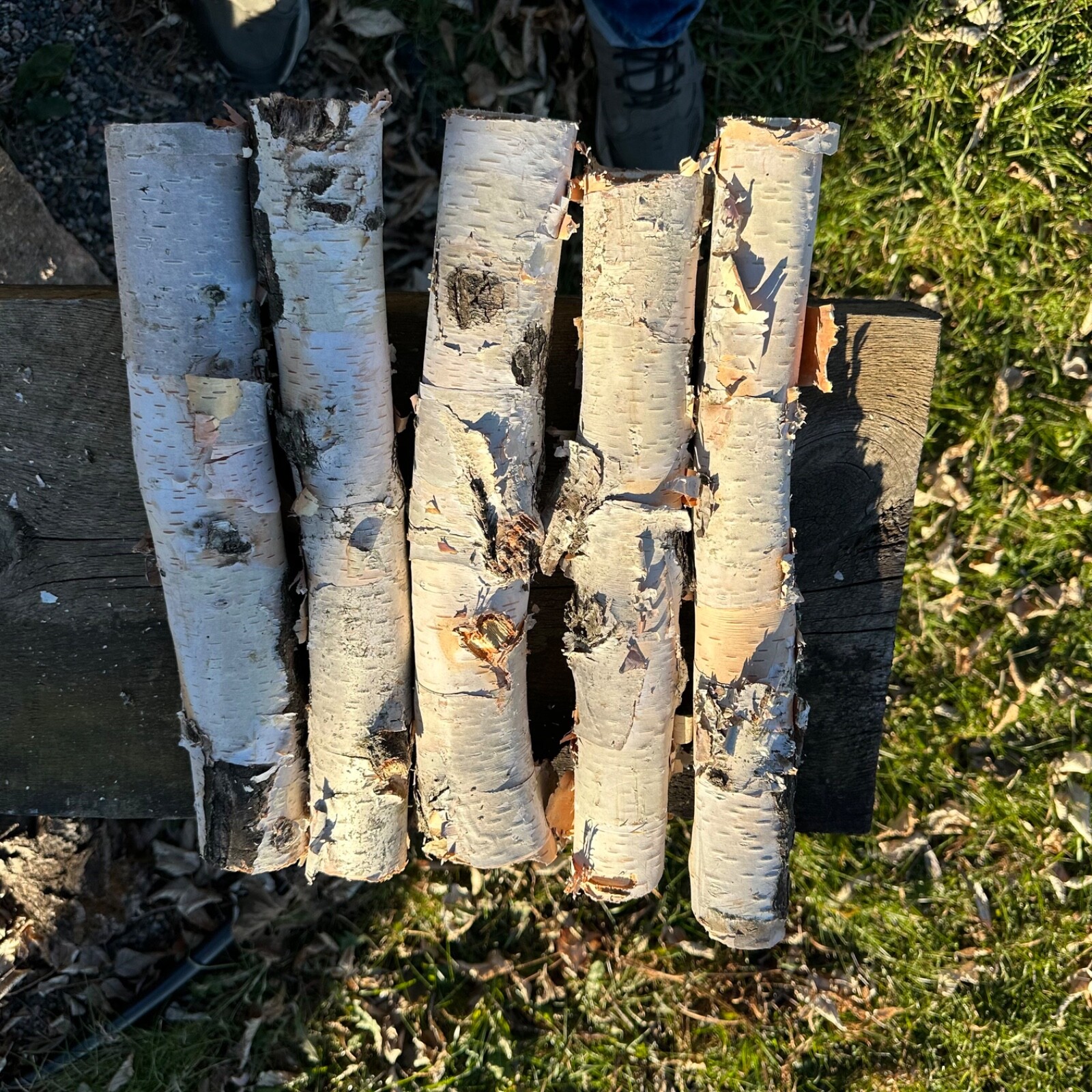White Birch 5 Pc 14”-16” Long nice Decor Log Set Real Wood dried