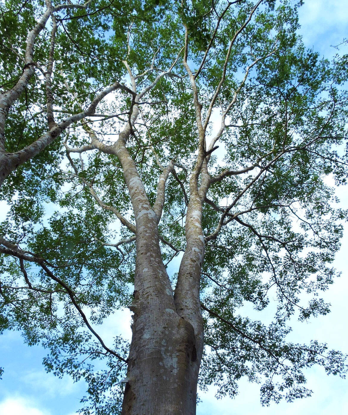Albizia niopoides 10-20cm | Niopo tree | Albizia – Niopo tree | Albizia