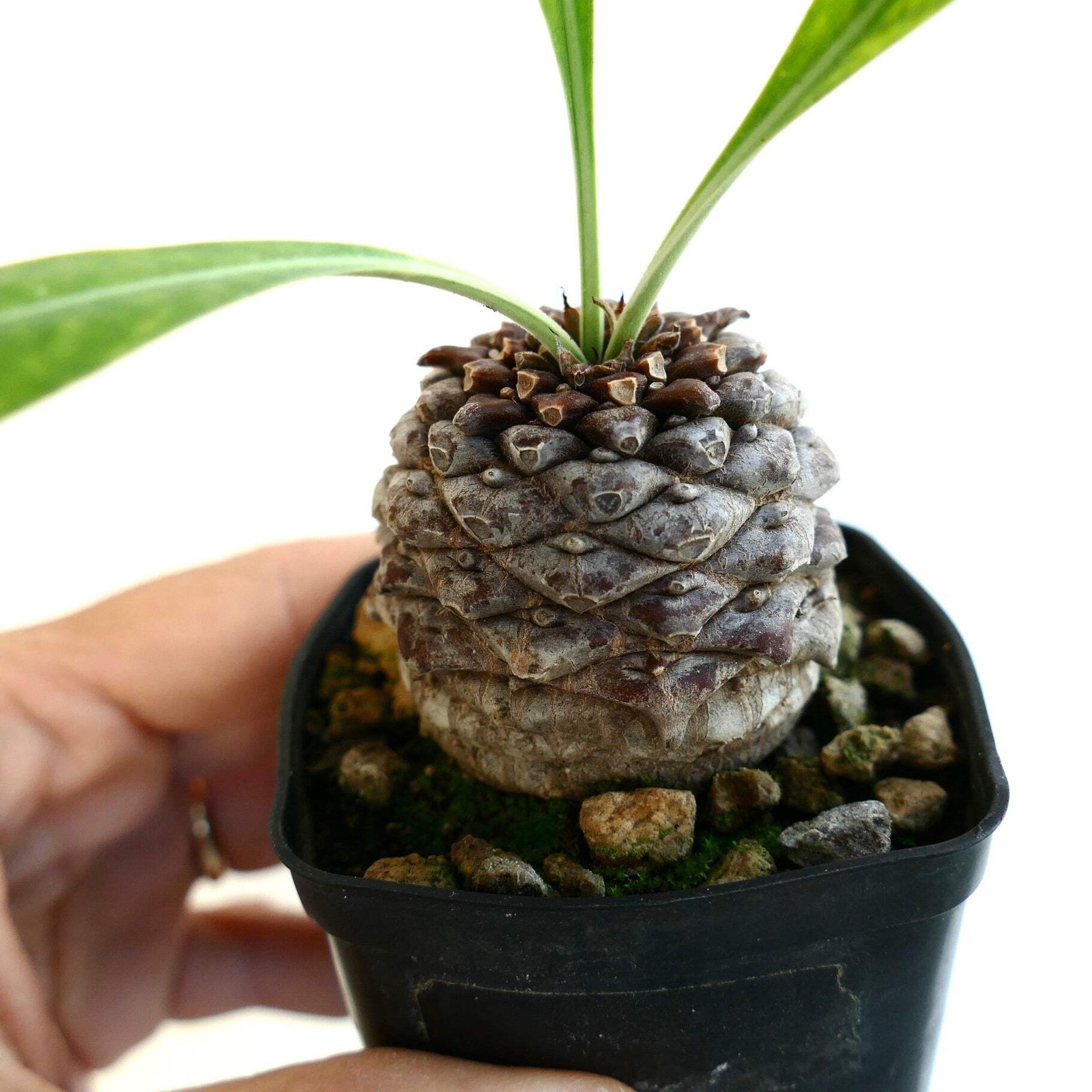 Euphorbia bupleurifolia MALE 5,2cm X 4,7cm – Rare caudiciform succulent