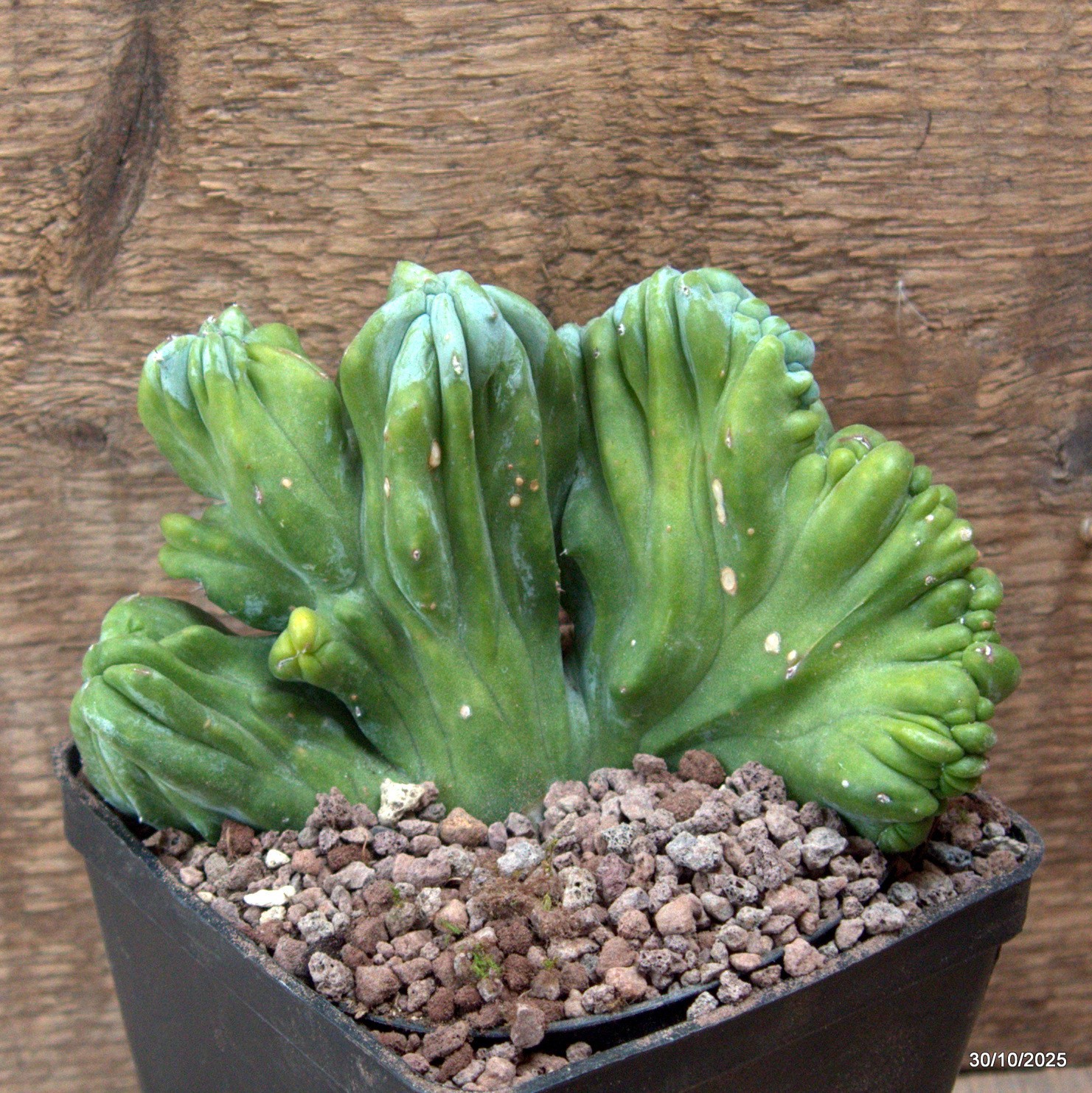 D7226 MYRTILLOCACTUS GEOMETRIZANS CRESTED pot10-H10-W13 cm MaMa Cactus