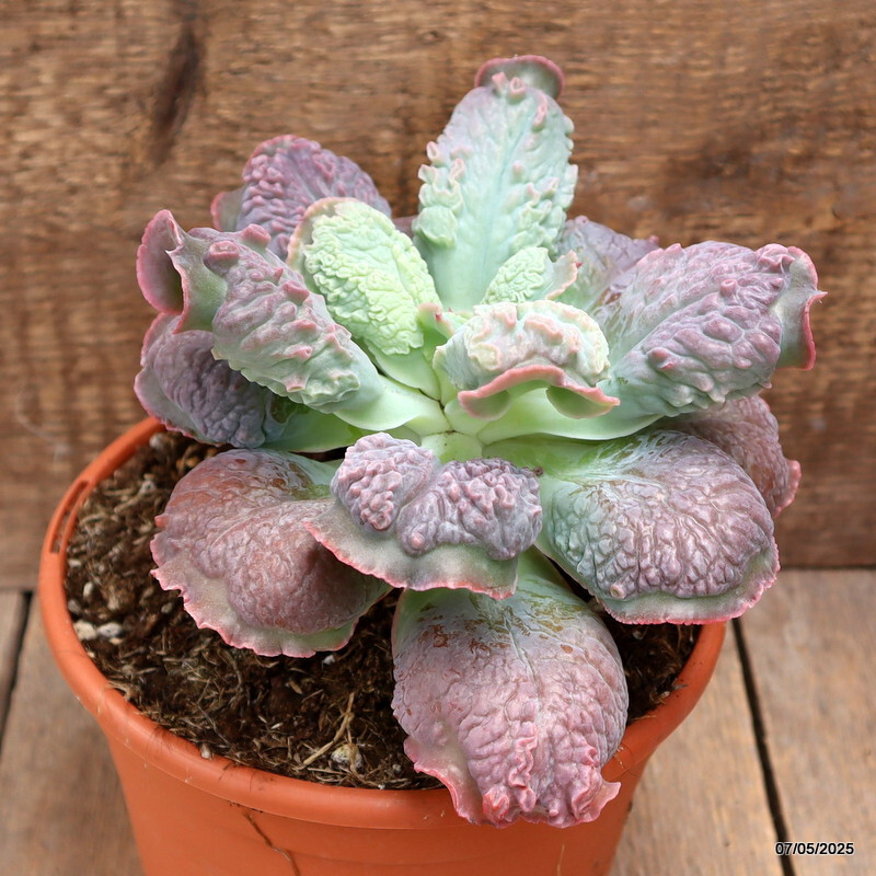 D3961 ECHEVERIA LINGUAS pot17-H14-W20 cm MaMa Cactus