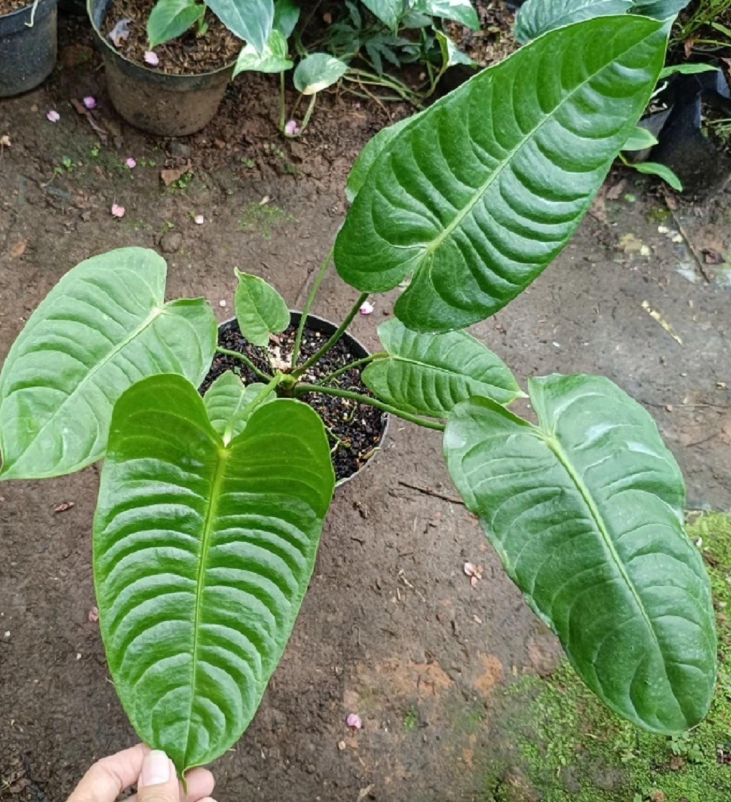Anthurium King Veitchii Rare Velvet Leaf Aroid Giant Rippled Foliage Plant