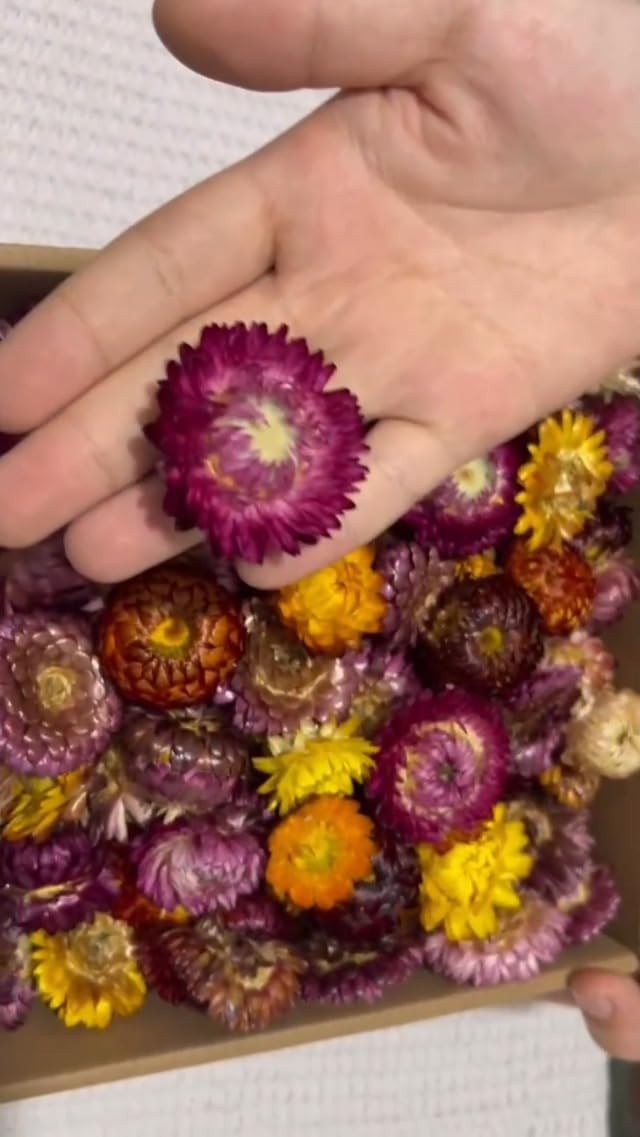 60 Pcs Natural Dried Daisy Flowers Heads Bulk Gerbera Daisies Multicolor Real Su