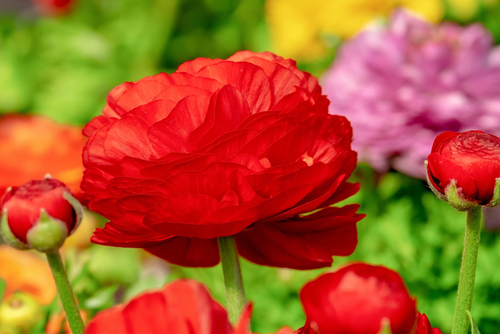 Ranunculus asiaticus ‘Tecolote Red’ Persian Buttercup Bulbs Tubers Deer and