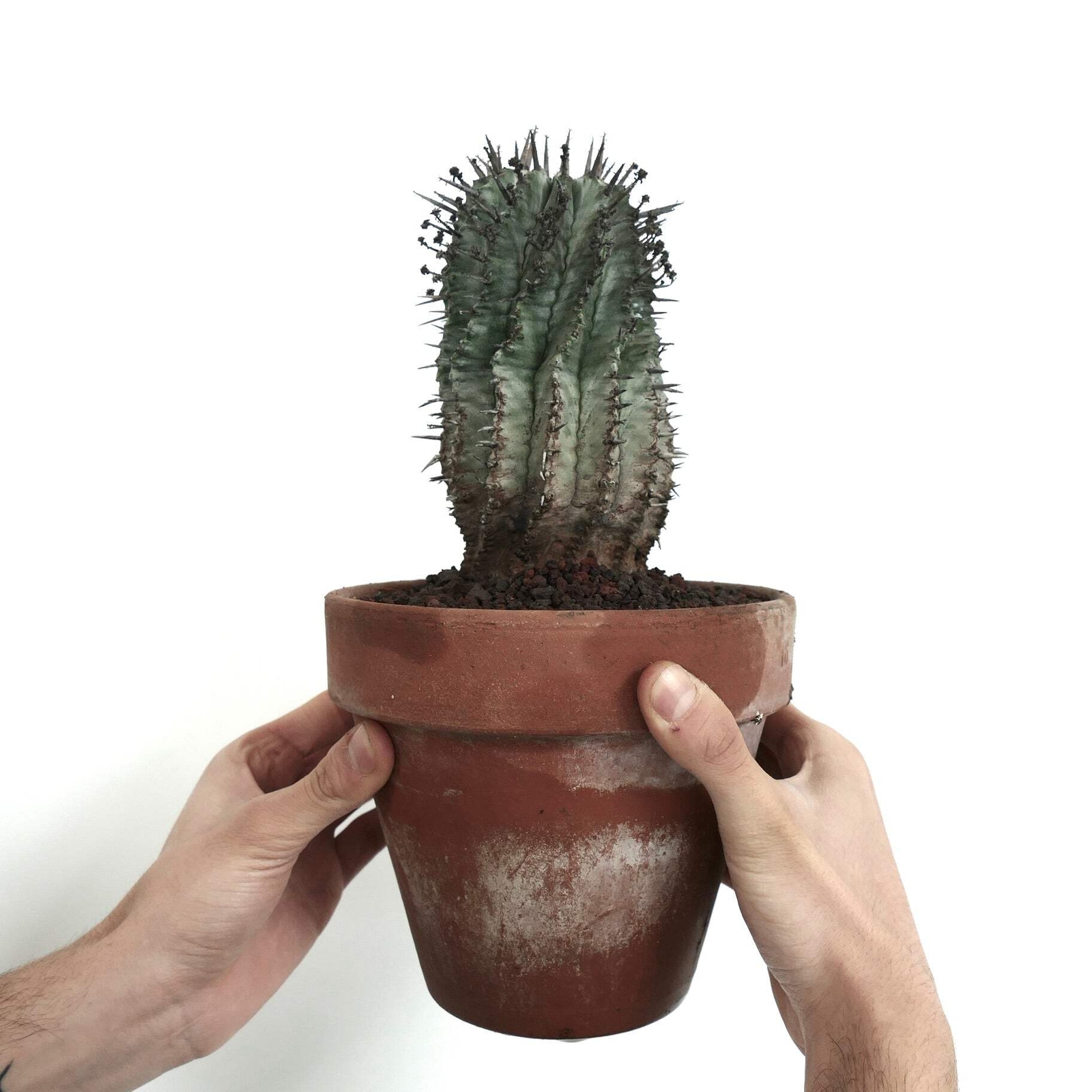 Euphorbia horrida FAT SPINES – African Milk Barrel | Milk Barrel Cactus