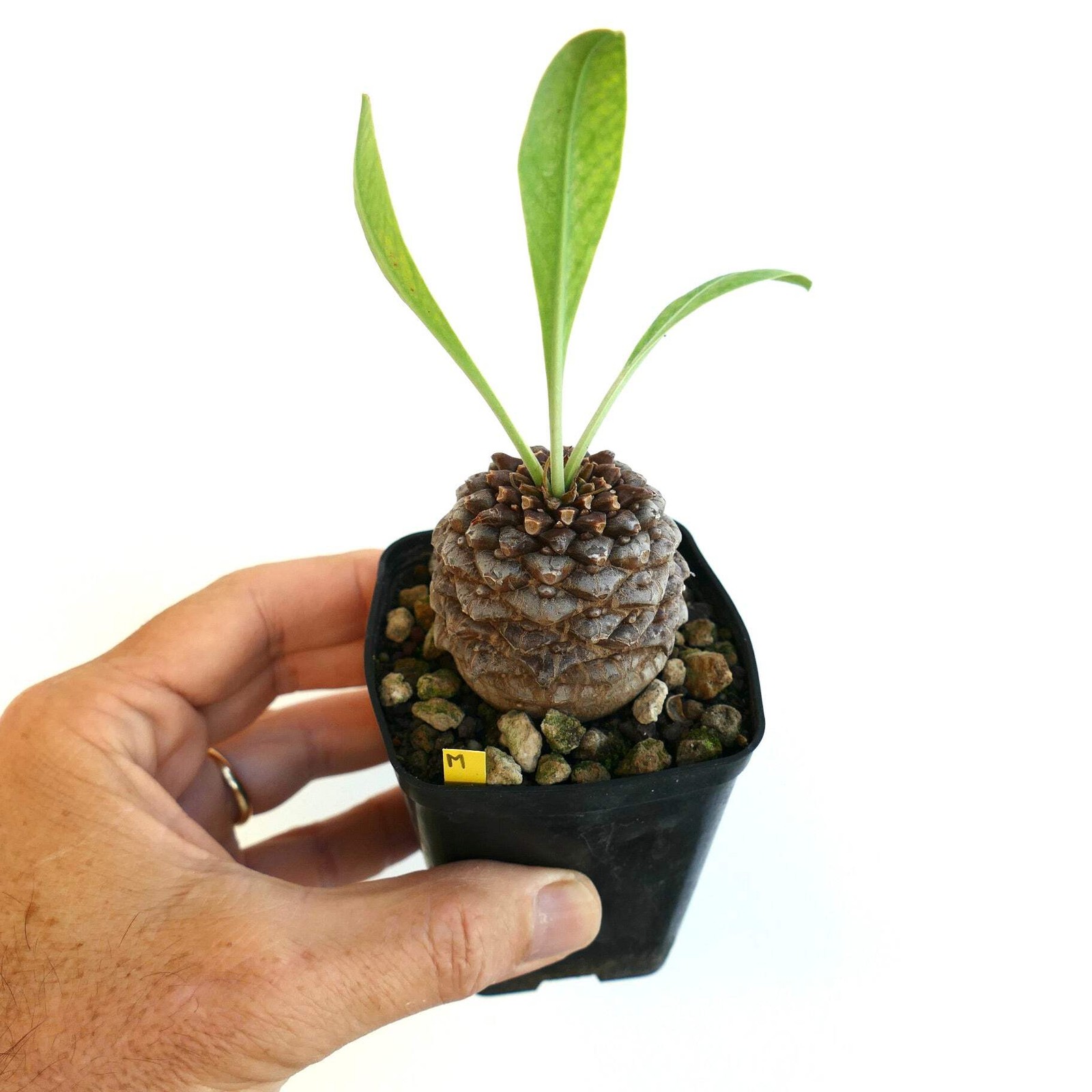 Euphorbia bupleurifolia MALE 5,2cm X 4,7cm – Rare caudiciform succulent