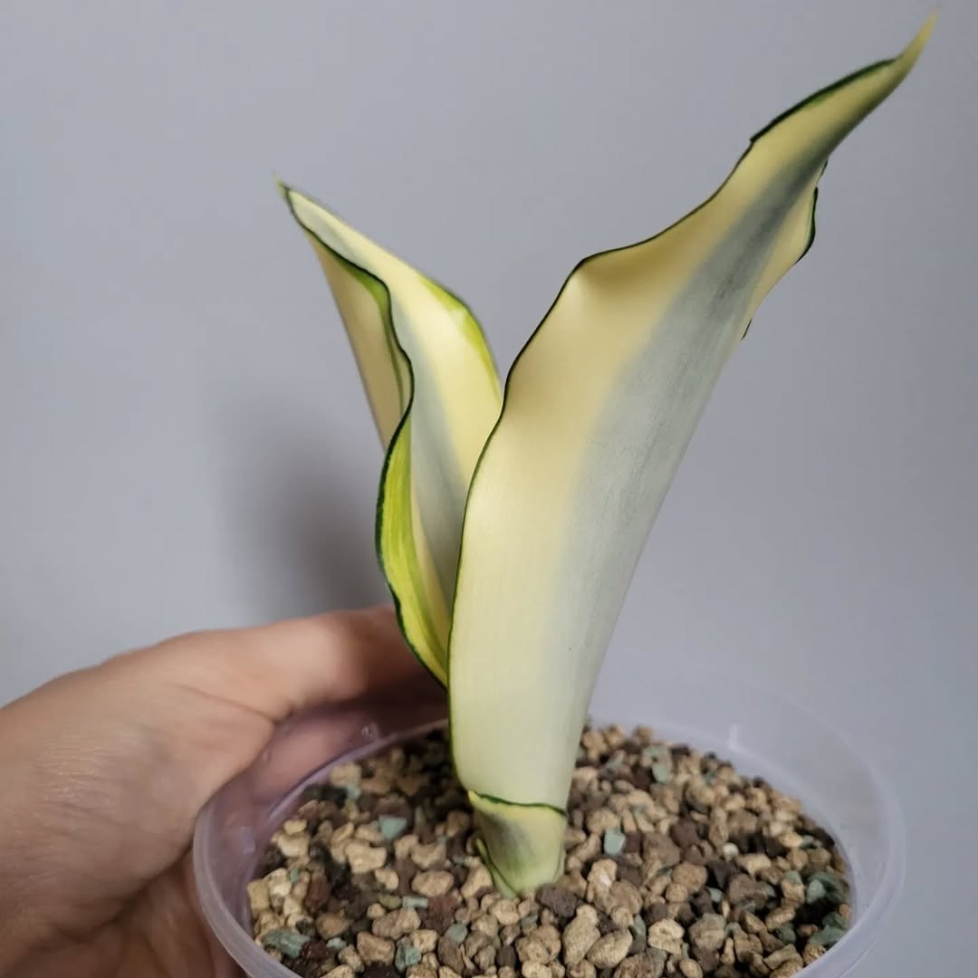 Sansevieria ‘Moonshine Splash’ – Rare Silvery Variegated Snake Plant