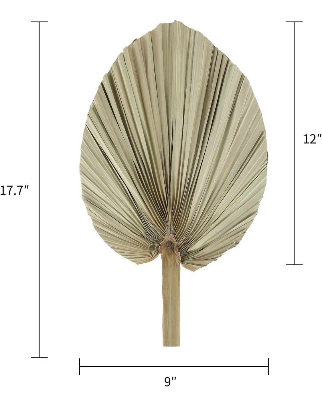 Natural Large Dried Palm Leaves 3 Pc 17.7 in Dried Palm Spears Boho – A0114