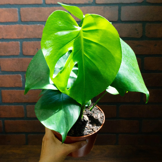 Monstera Deliciosa Tropical Split Leaf Plant in 6 inch Pot | Indoor and Outdoor