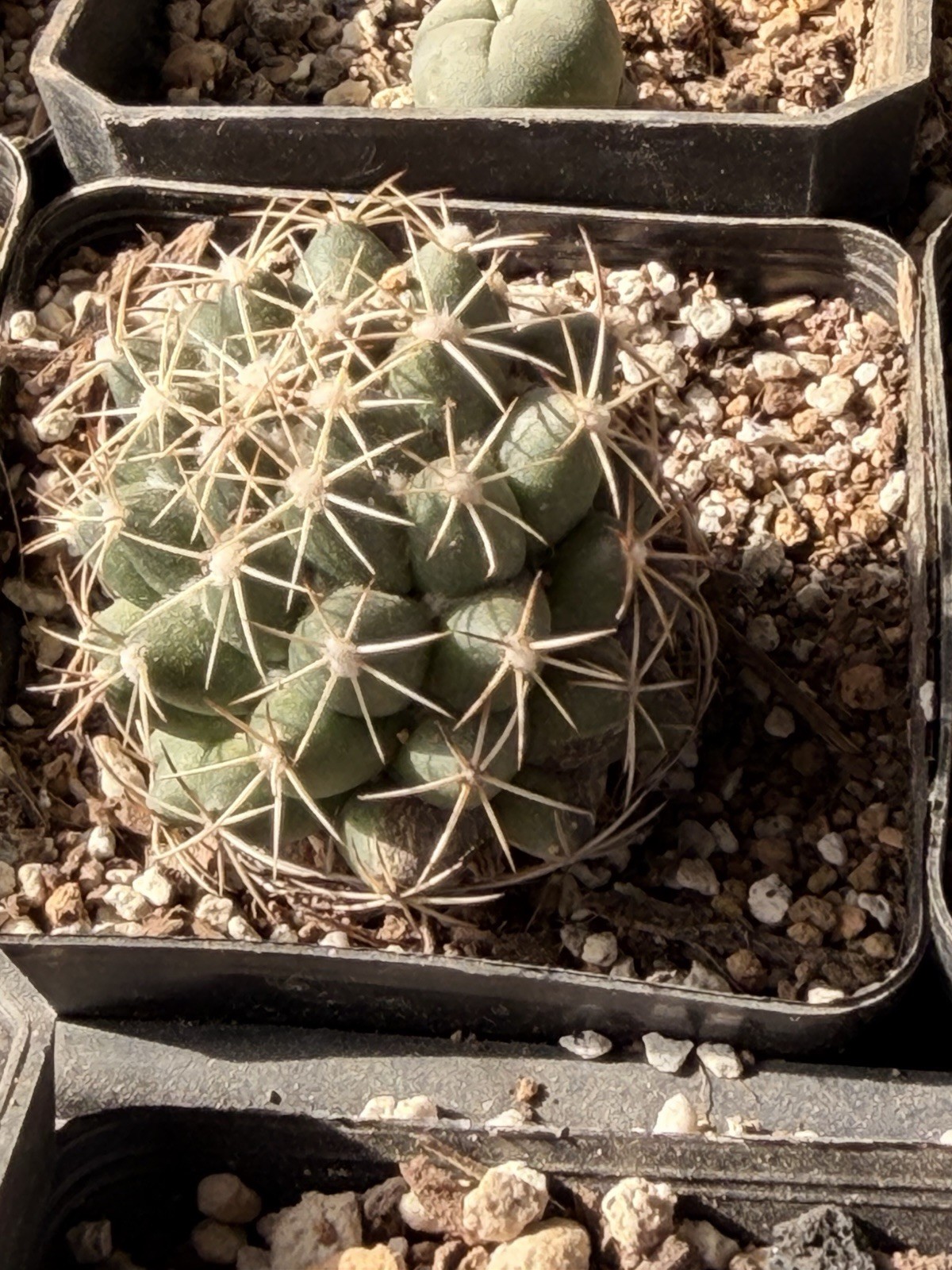 CORYPHANTHA MAIZ-TABLASENSIS
