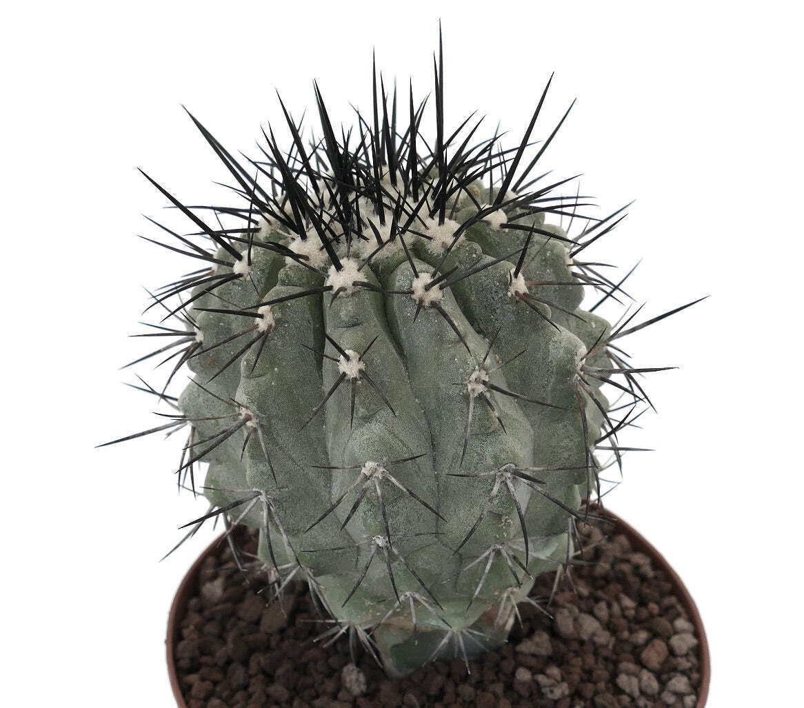 Copiapoa cinera BIG SIZE GRAFTED – NO CRESTED