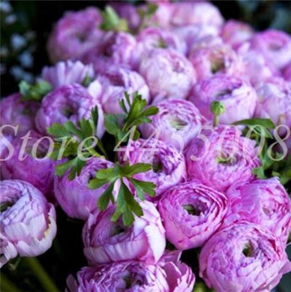 (10) PEONIES SEEDS rare exotic flower bloom home garden USA SELLER W/TRACKING