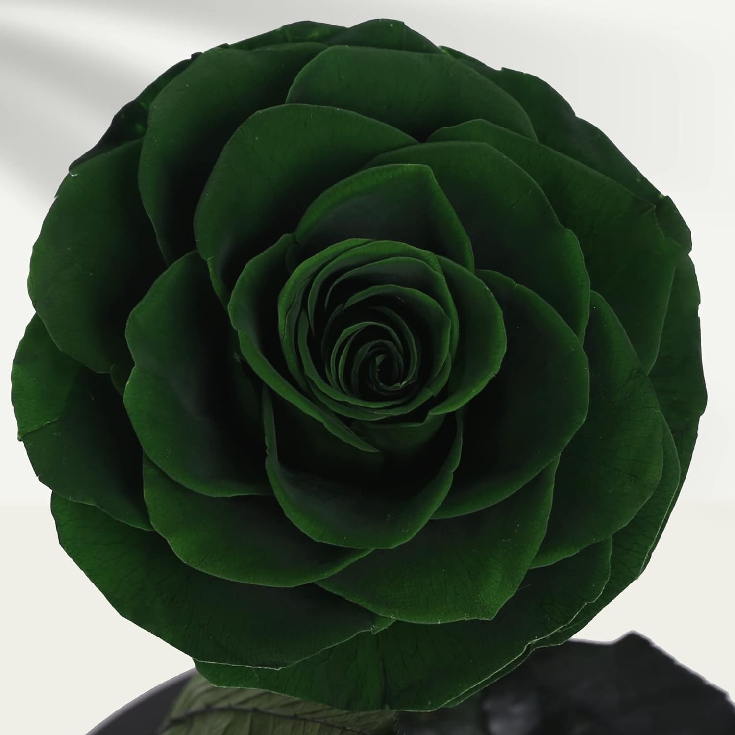 Elegant Handmade Preserved Roses in Glass Dome – Lasting Green Floral Gift