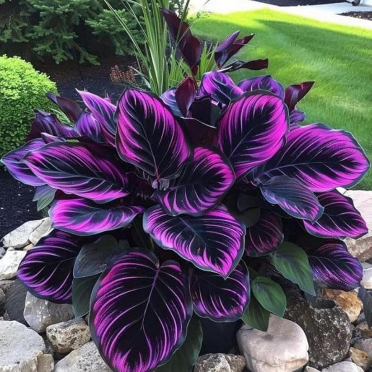 Hosta Seeds Perennial Hosta Plants Grow Easily Rare Blue Purple Hosta Bulb Seeds