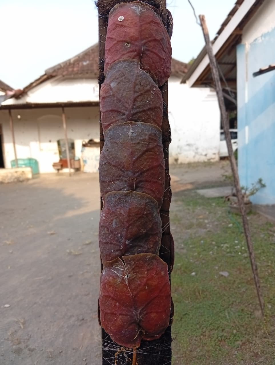 Real Picture Hoya Imbricata Super Red