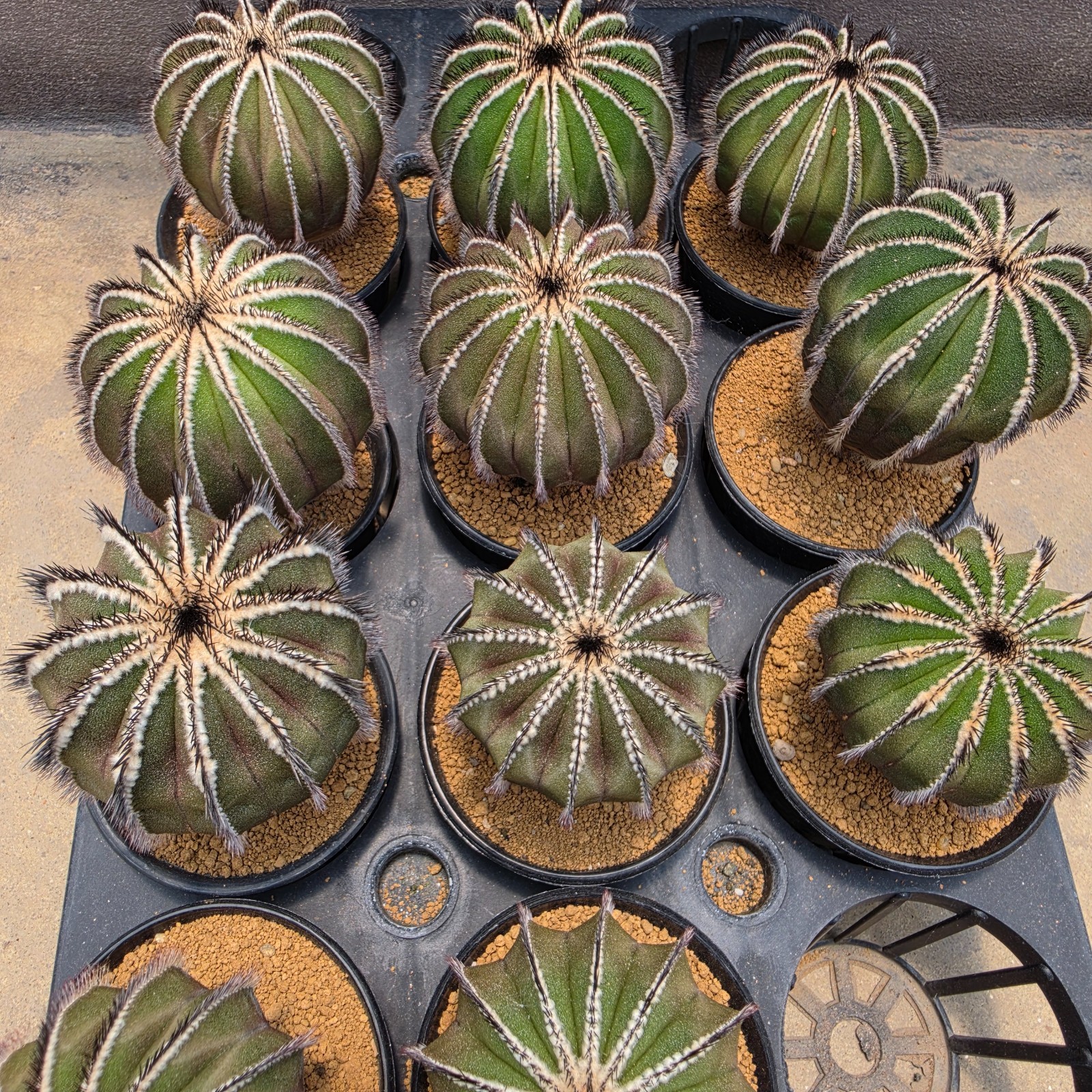 DE13: Uebelmannia pectinifera (L)