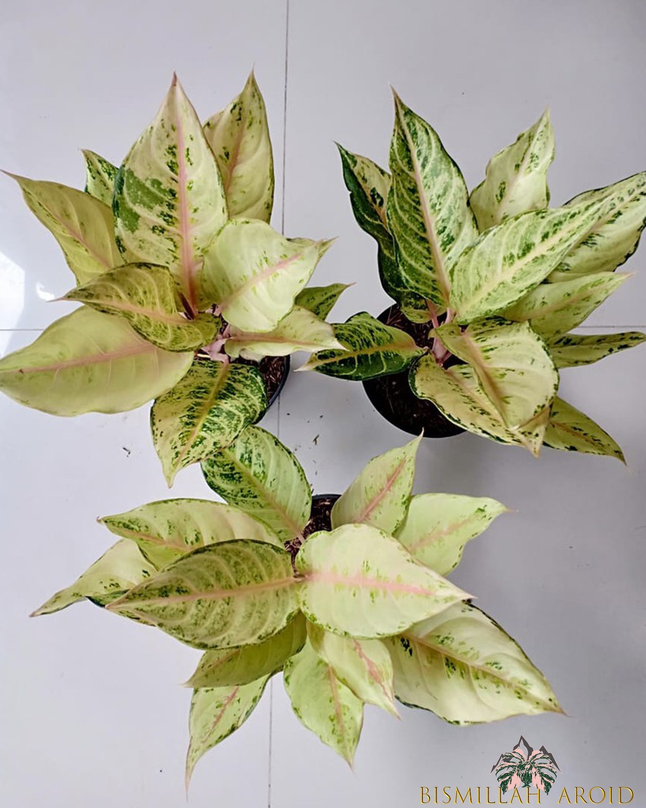 Aglaonema Frozen Beautiful Condition Real Picture