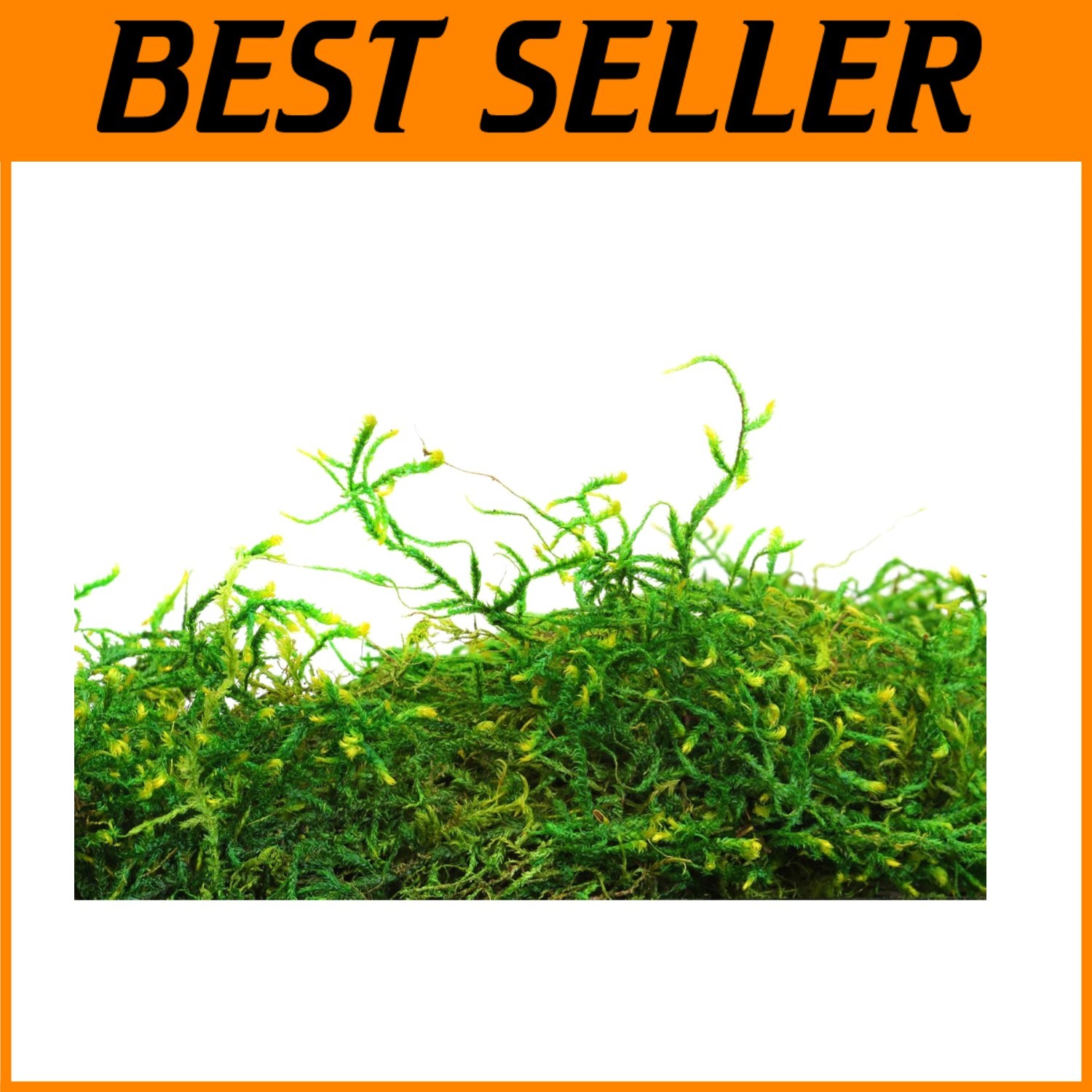 Vibrant Forest Moss, Ideal for Decor, 8oz