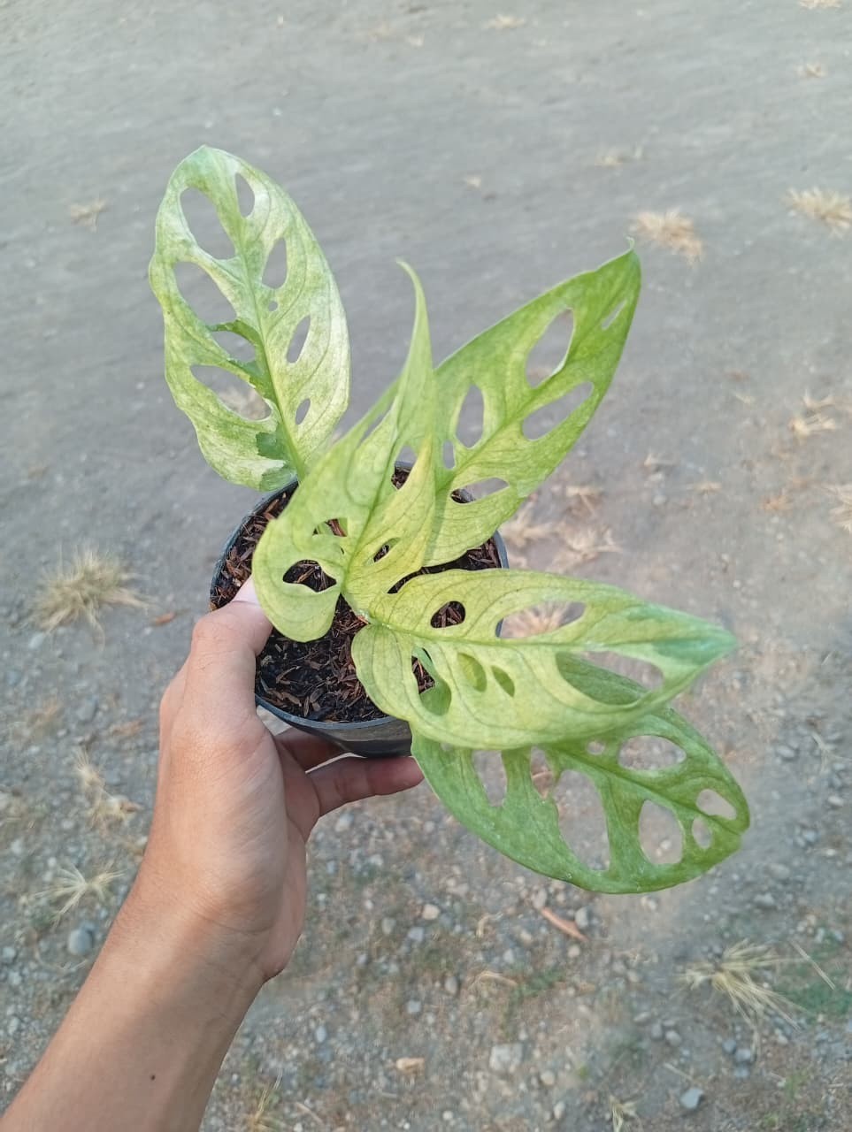 Real Picture Monstera Acuminata Mint Variegated Rare Plant