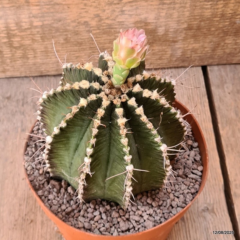 D5916 GYMNOCALYCIUM MIHANOVICHII OLD pot14-H12-W11 cm MaMa Cactus