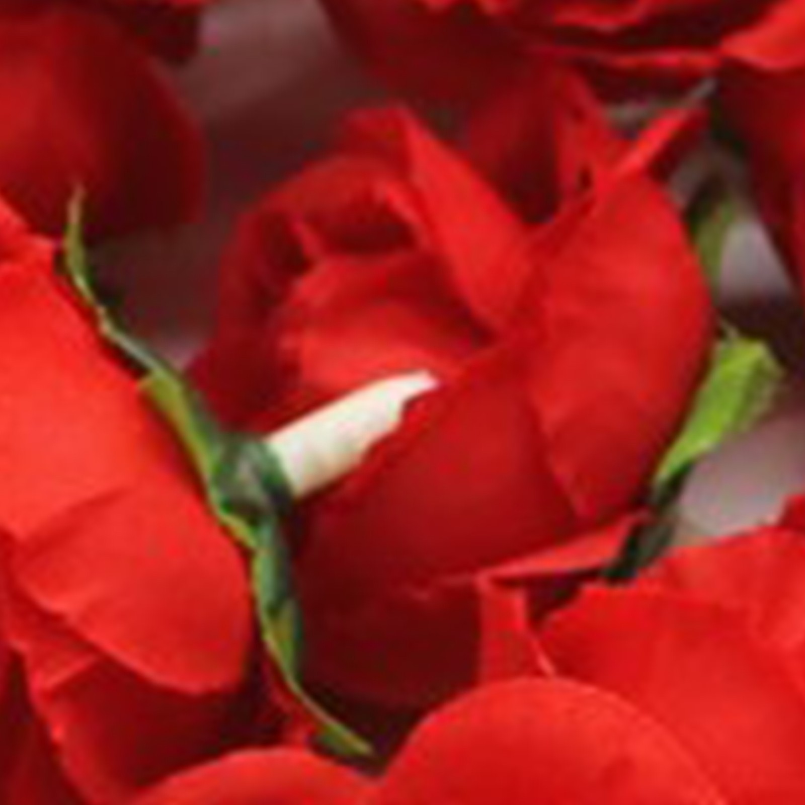 50PCS Beautiful Silk Fake Rose For Wedding Party Decoration Trending