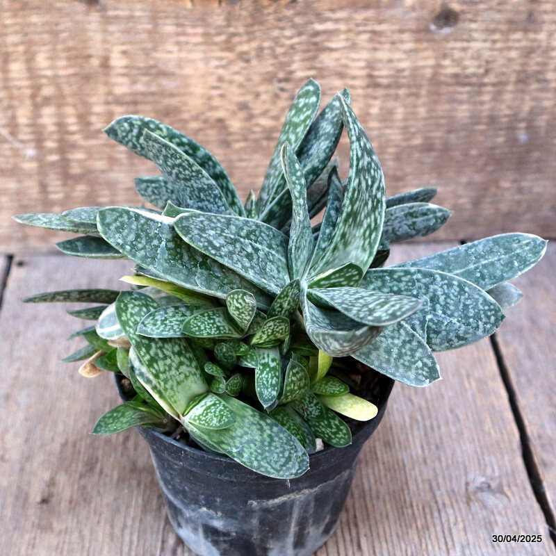 A9833 GASTERIA LILIPUTANA VARIEGATED pot10-H14-W20 cm MaMa Cactus