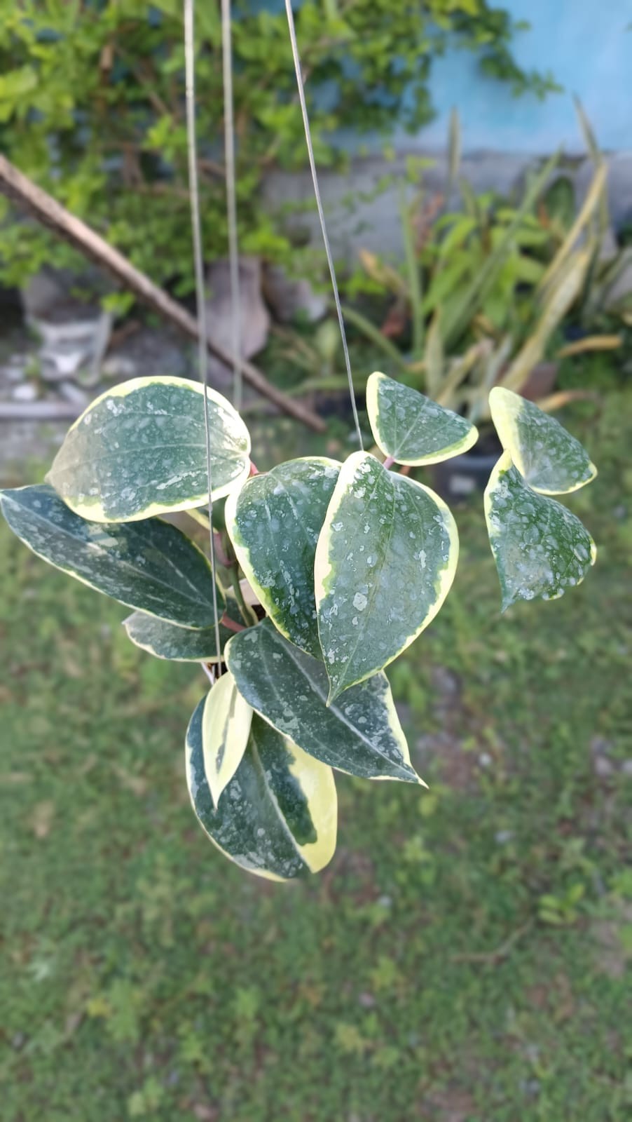 Real Picture Hoya Latifolia ‘Watermelon’ Albomarginata Big Size