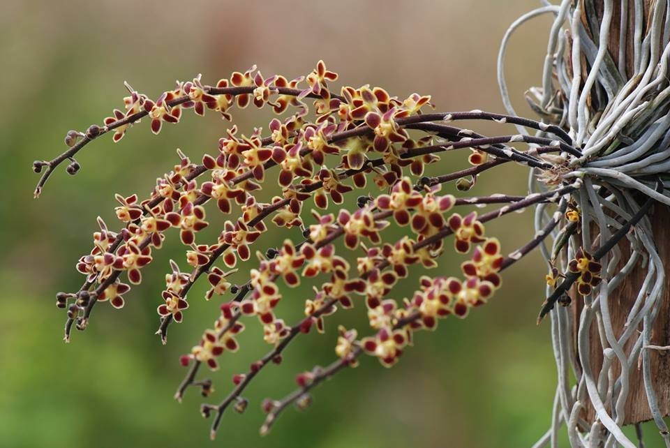Red Chiloschista viridiflora Seidenf / Leafless Orchid 1 pc.