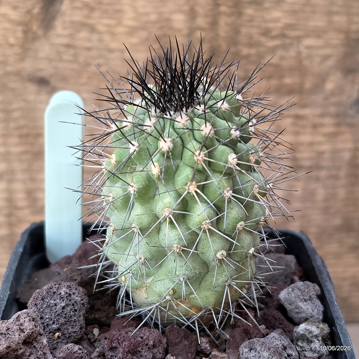 D3541 COPIAPOA TENEBROSA pot10-H9-W5 cm MaMa Cactus