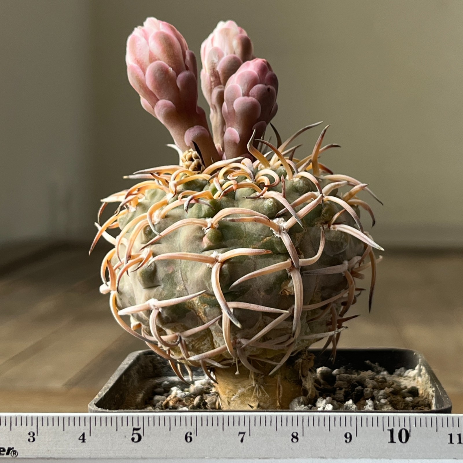A40-2019 Gymnocalycium riojense v. paucispinum, grafted
