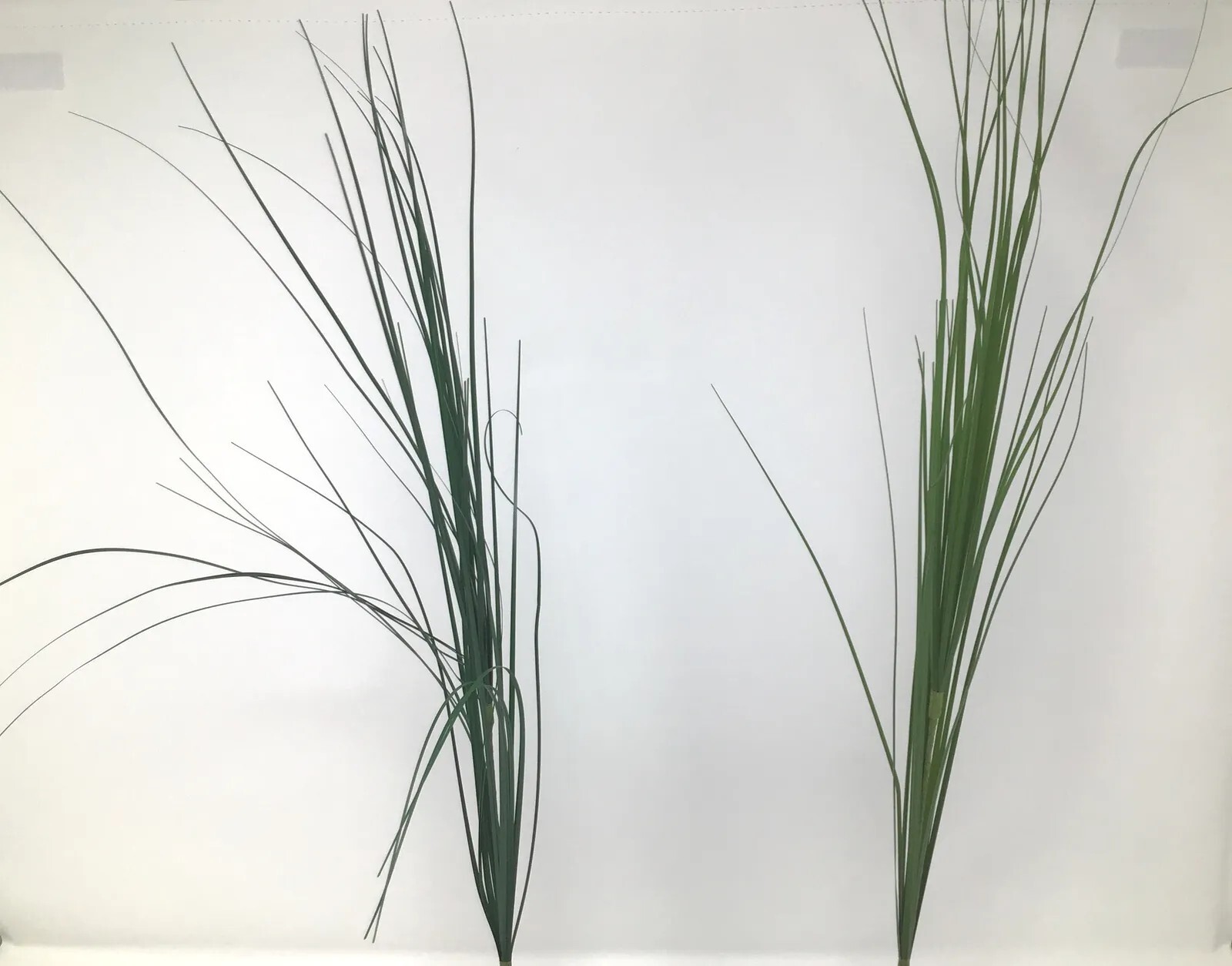 Onion Grass Floral Pick Green 27” Arrangement Basket Filler 2 Picks NOS