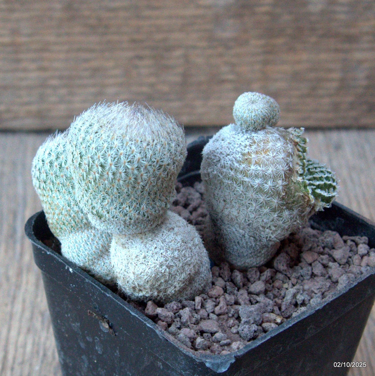D6813 EPITHELANTHA MICROMERIS MONSTER pot7-H7-W8 cm MaMa Cactus