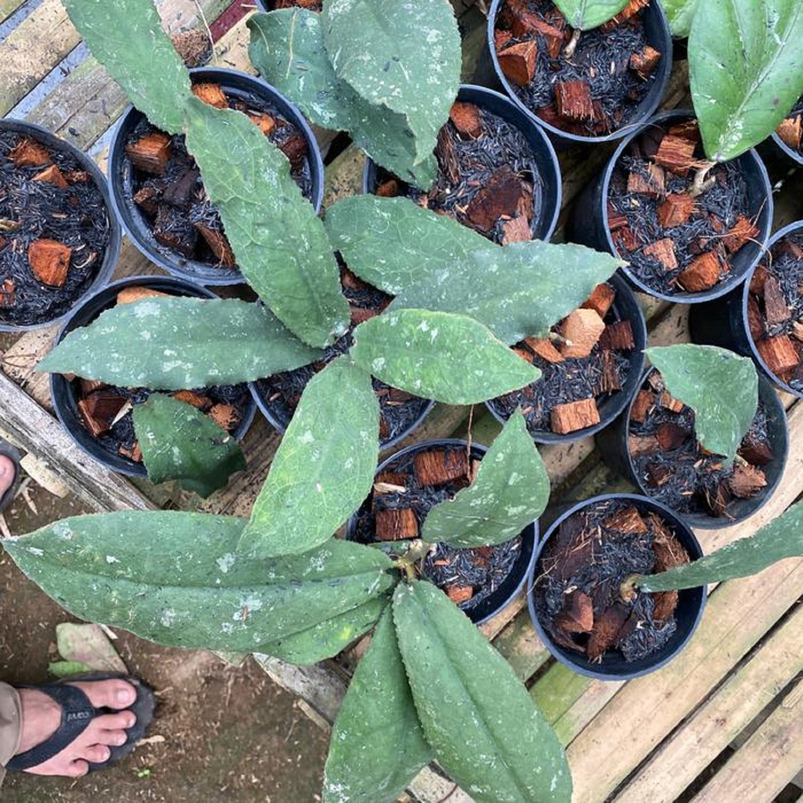 Hoya Undulata Rare Plant Wavy Leaf Hoya Exotic Collector Houseplant Tropical