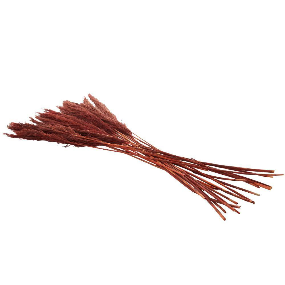 35 In. Pampas Natural Foliage with Long Stems (1 Bundle)