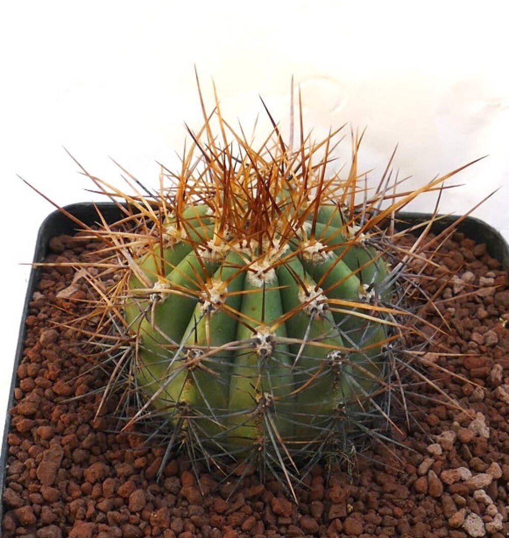 Cereus pasacana BROWN SPINES OT2KK – Pasacana cactus | Argentine saguaro