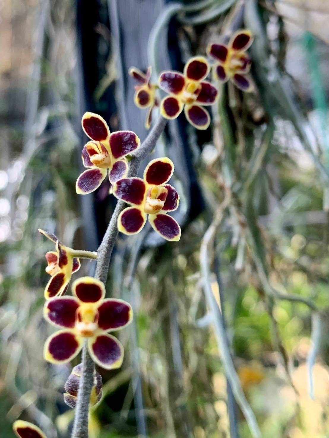 Red Chiloschista viridiflora Seidenf / Leafless Orchid 1 pc.