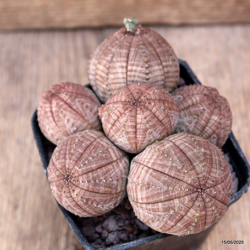 D4176 EUPHORBIA OBESA MULTIHEADS pot8-H6-W10 cm MaMa Cactus