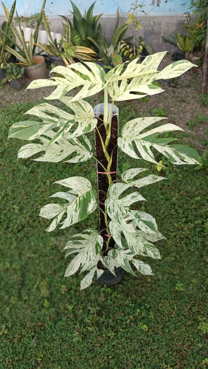 Real Picture Epipremnum Pinnatum Marble Thai Variegated Big Size